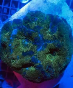 Green Bowerbankii Coral