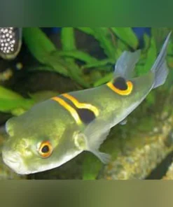 Fugu Saddle Puffer