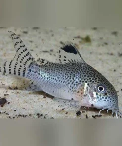 Punctatus Cory