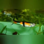 Rainbow Endler - Male