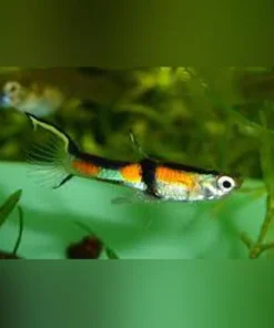 Rainbow Endler - Male