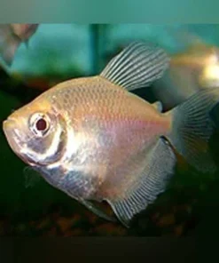 Long Fin White Skirt Tetra