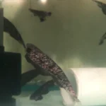 Clouded Knifefish