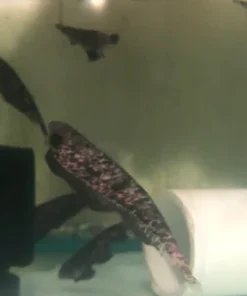 Clouded Knifefish