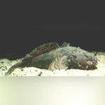 Freshwater Lion Fish