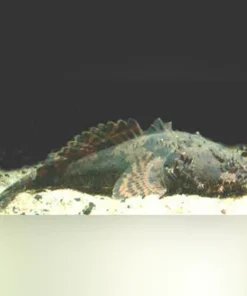 Freshwater Lion Fish