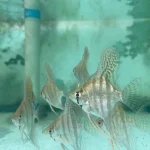 Zebra Angelfish
