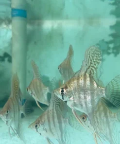 Zebra Angelfish