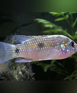 Thomasi Dwarf Cichlid