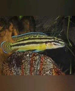 Julidochromis Regani