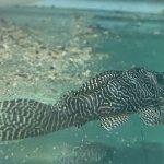 L-260 Queen Arabesque Pleco