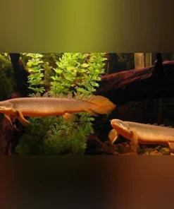 Senegalese Bichir