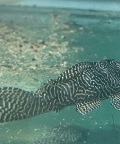L-260 Queen Arabesque Pleco