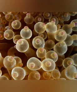 Green Bubble Anemone