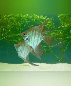Zebra Lace Angelfish