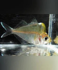 Giant Humphead Glass Fish