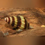 Assassin Snail