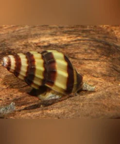 Assassin Snail