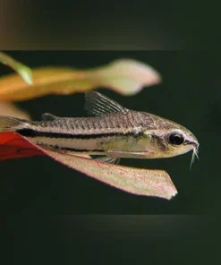 Pygmy Cory