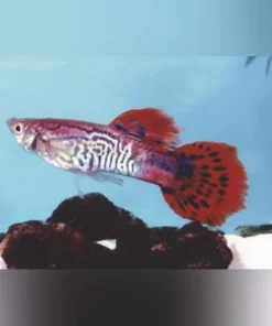 Red Cobra Guppy (Pair)