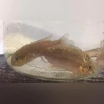 Yellow Kribensis Cichlid