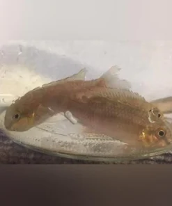 Yellow Kribensis Cichlid