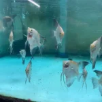 Bulgarian Koi Angelfish
