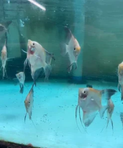 Bulgarian Koi Angelfish
