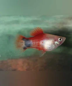 Fire and Ice Mickey Mouse Platy
