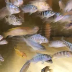 Kenyi Cichlid