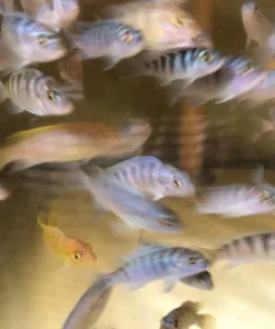 Kenyi Cichlid