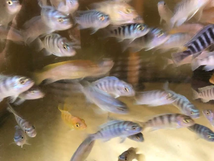 Kenyi Cichlid