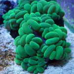 Green Bubble Coral