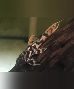 L-273 Titanic Pleco