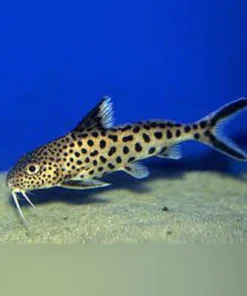 Synodontis Multipunctatus