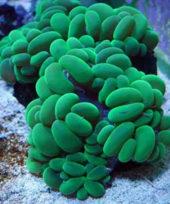 Green Bubble Coral