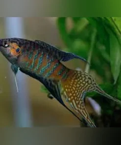 Paradise Fish