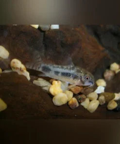 Pygmy Salt and Pepper Cory