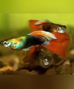 Red Delta Guppy (Pair)