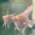 ALBINO Manacapuru Red Shoulder Angelfish