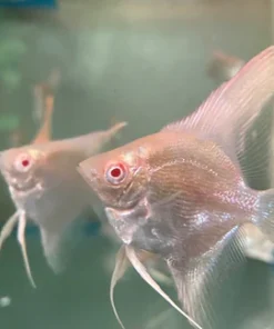 ALBINO Manacapuru Red Shoulder Angelfish