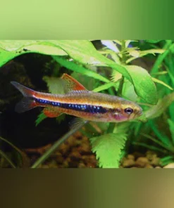 Weitzmani Tetra
