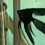 Pinoy Paraiba angelfish