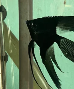 Pinoy Paraiba angelfish