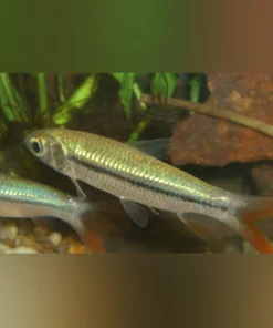 Golden Shark