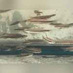 Copeina Splashing Tetra