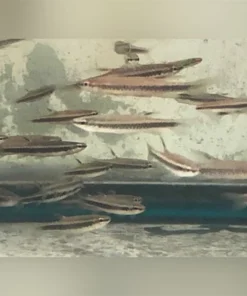 Copeina Splashing Tetra