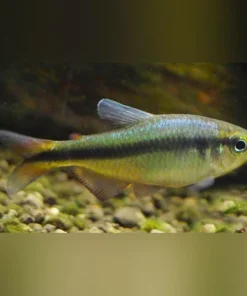 Blue Ribbon Tetra