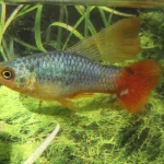 Blue Platy Variatus