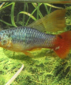 Blue Platy Variatus
